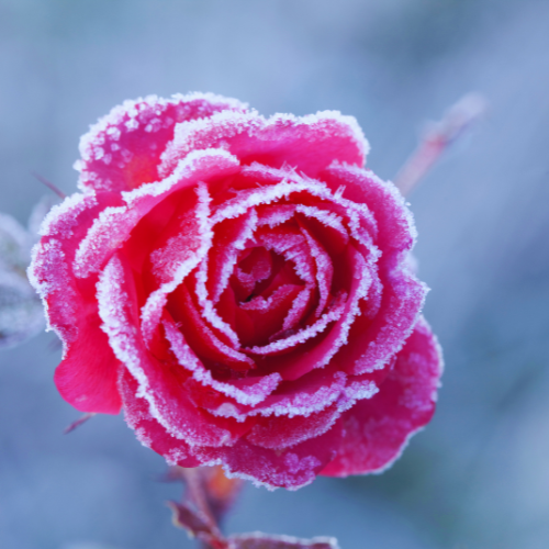 Top Gardening Jobs for December