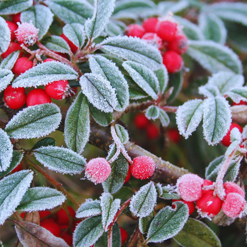 Prepping Your Garden for Frost